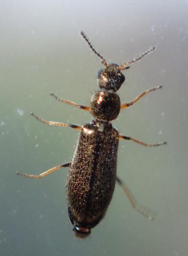 Dasytes croceipes